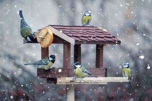 Vögel füttern im Winter: So machst du es richtig