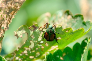 Natürliche Schädlingsbekämpfung: Wie du den Japankäfer auf nachhaltige Weise loswirst