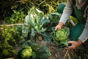 Nachhaltigkeitsscore: Diese Pflanzen baust du nachhaltig im eigenen Garten an