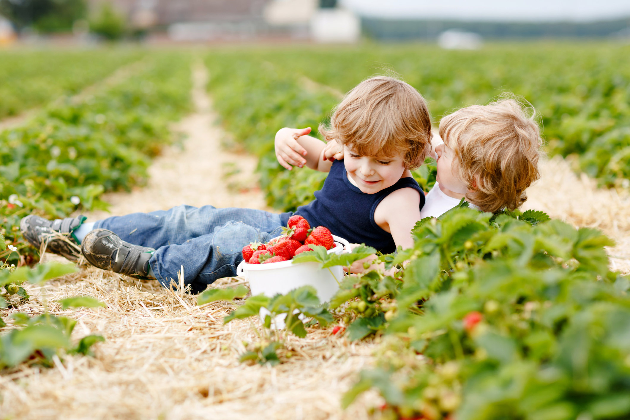 Auf diesen Feldern kannst du Erdbeeren selbst pflücken