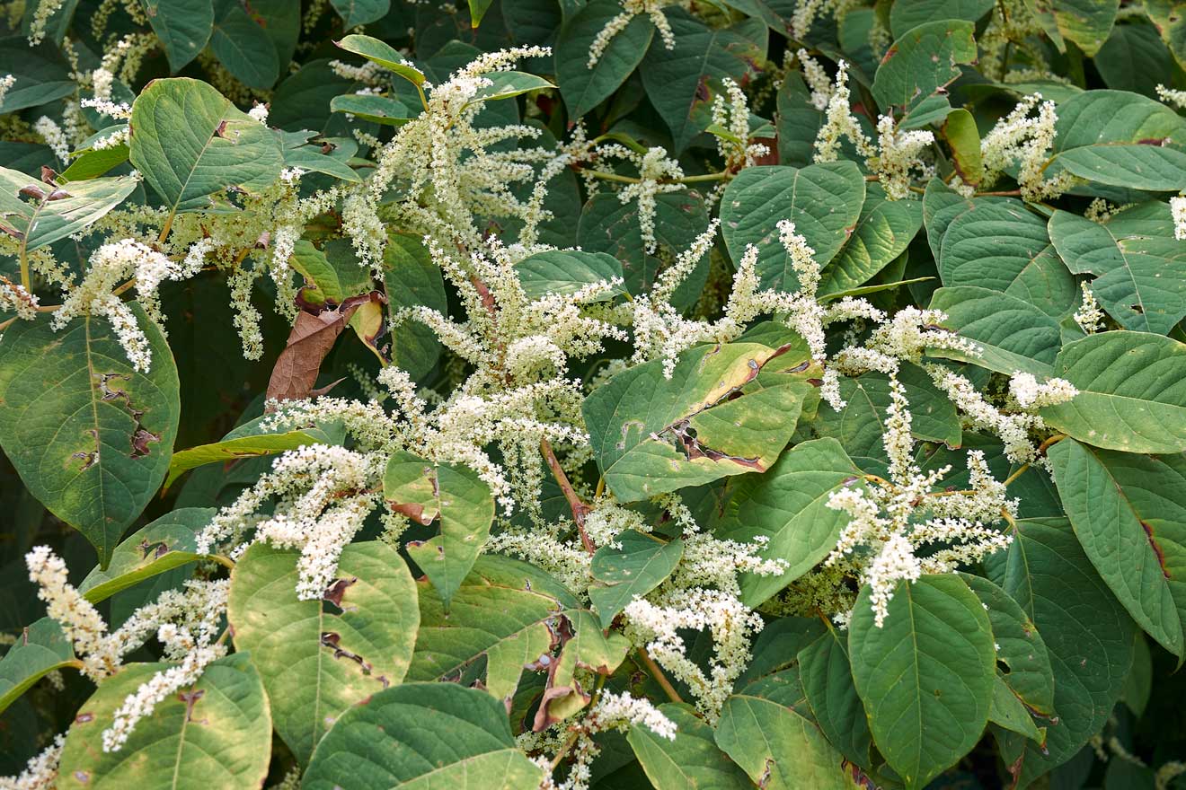 Pflanze mit grünen Blättern und weisslichen Blüten