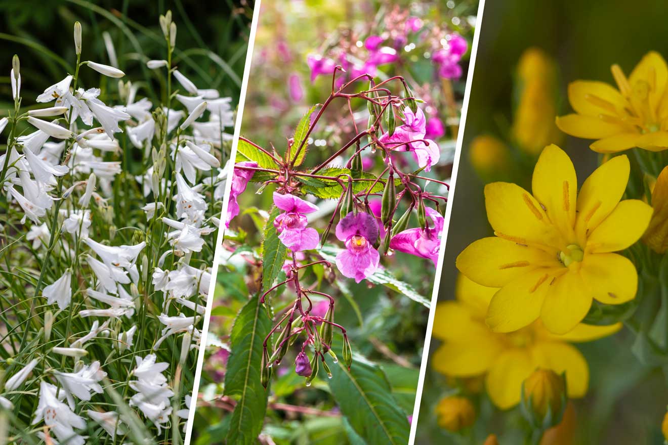 Weisse, Pinke und Gelbe Blumen in einer Collage