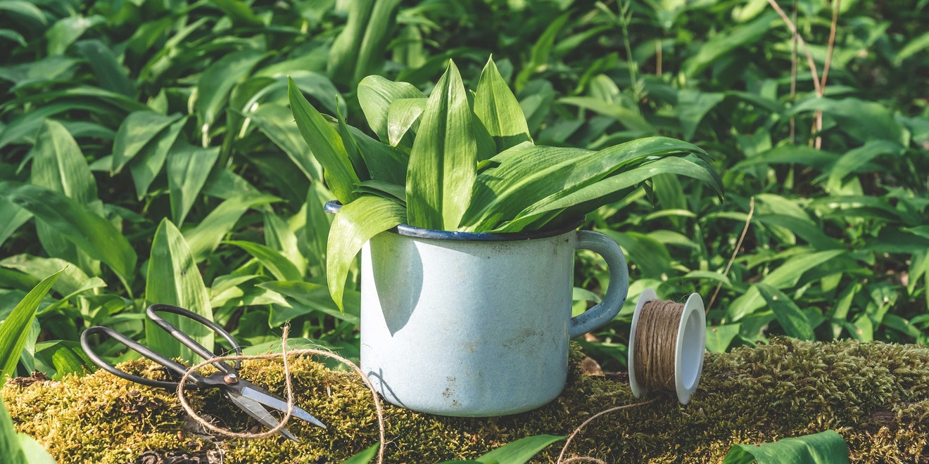 Bärlauch pflanzen im Garten und auf dem Balkon