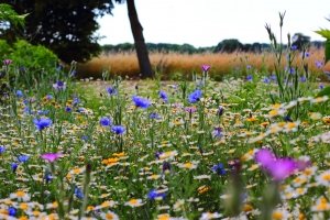 Biodiversität fördern: Schon 4 m² Wildblumenwiese reichen