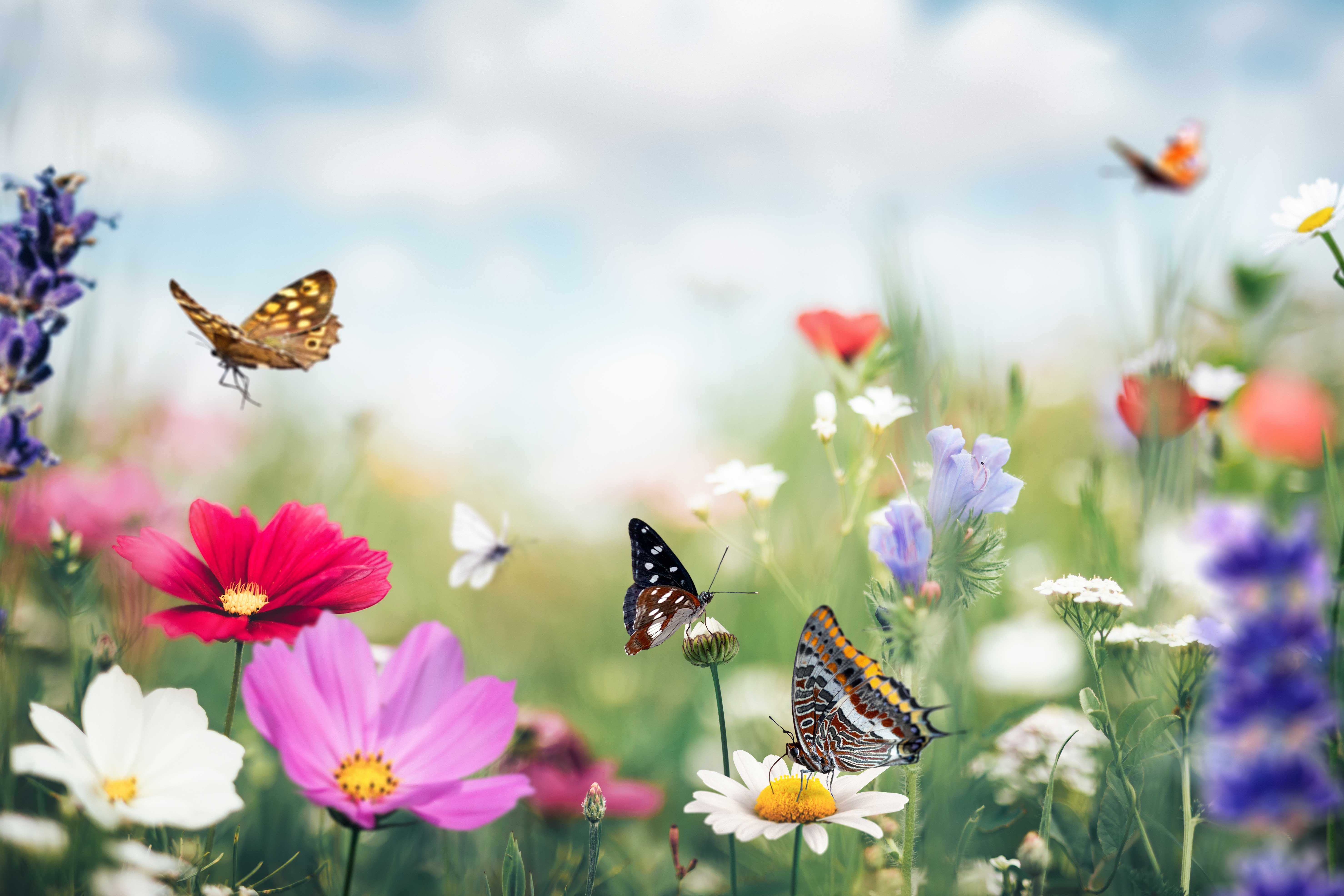 Tagfalter, Schwärmer oder Nachtfalter: Die schönsten Schmetterlinge der Schweiz