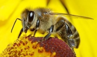 So helfen Sie gefährdeten Wildbienen im Garten und auf dem Balkon