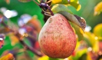 Apfelbaum schneiden - Tipps & Tricks