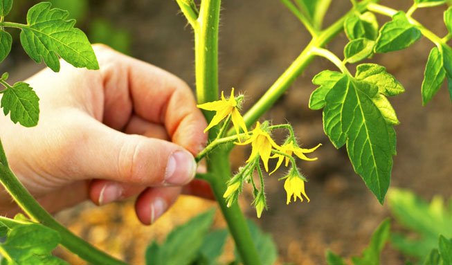 Mit diesem Trick erntest du mehr Tomaten