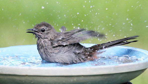 Vogeltranke Selber Machen Und Piepmatze Im Garten Beobachten