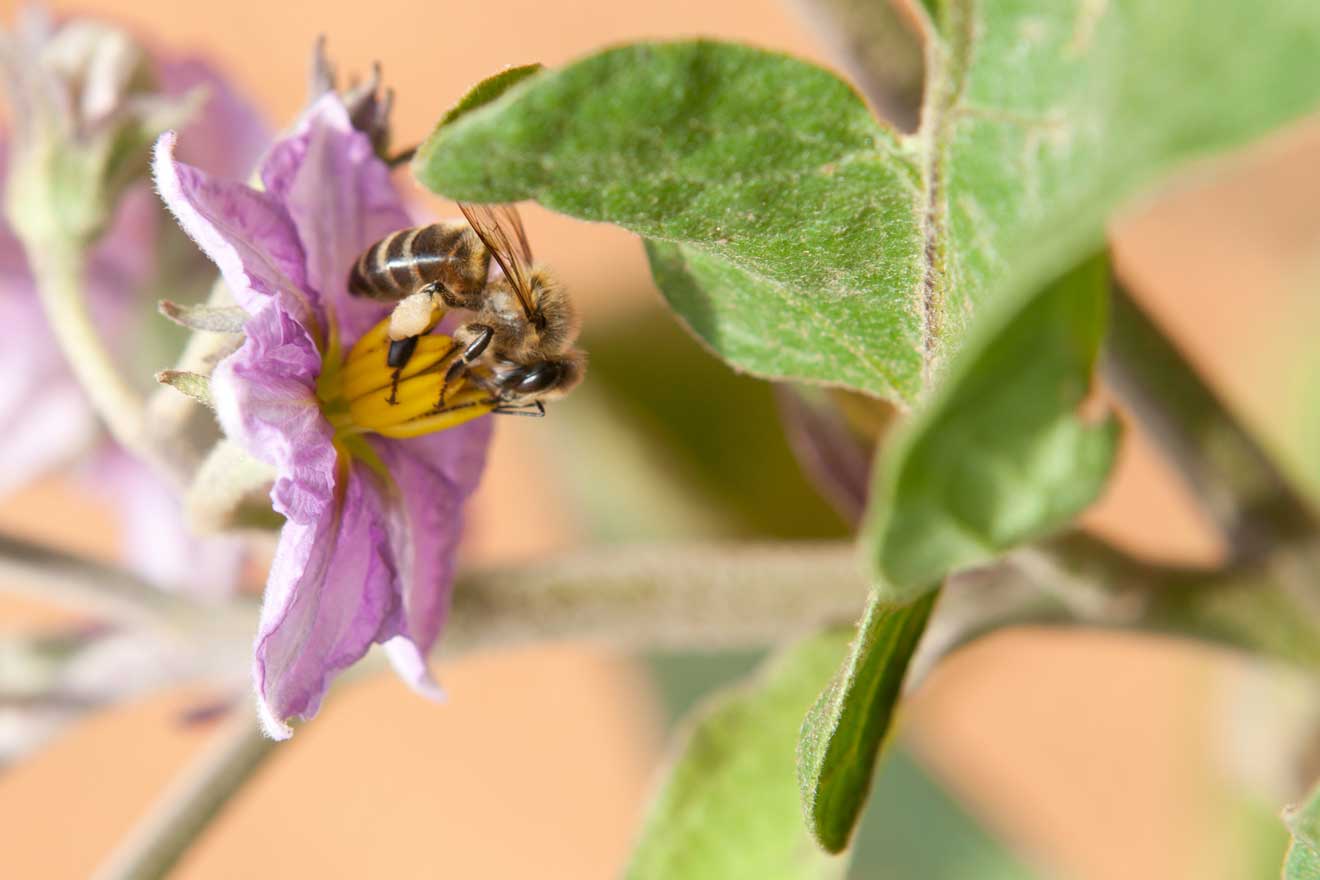 Eine Biene bestäubt eine Auberginenblüte