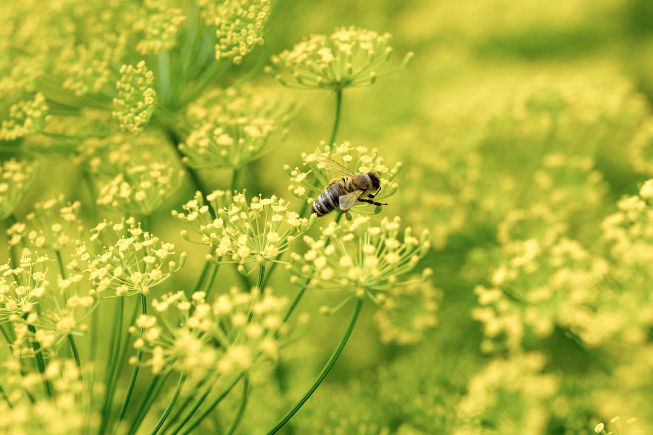 Nahaufnahme von Dill-Kräuter-Blütenstand in einem Garten mit einer Biene