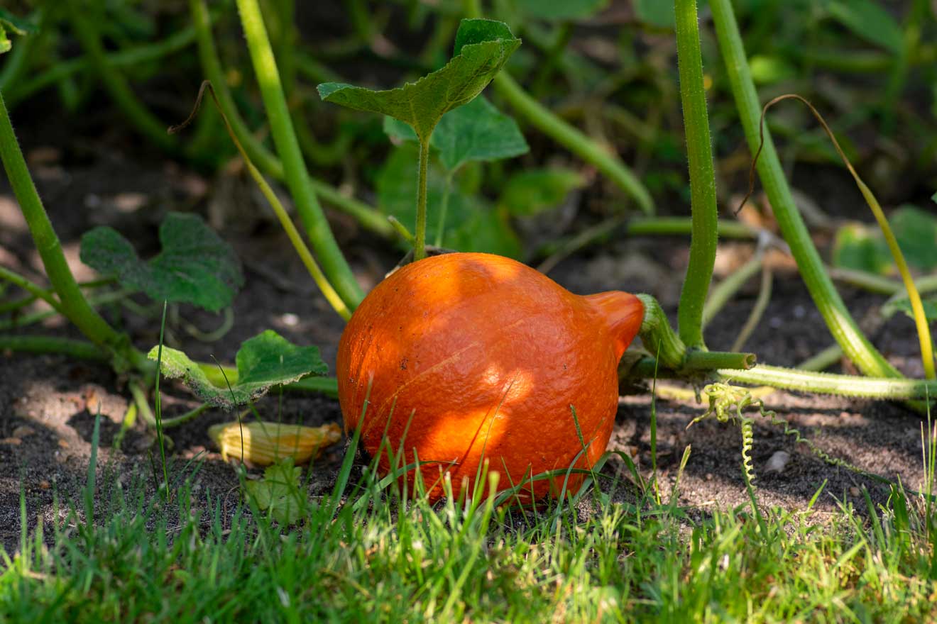 Ein frischer orangefarbener Hokkaido-Kürbis reift auf der Pflanze im Garten