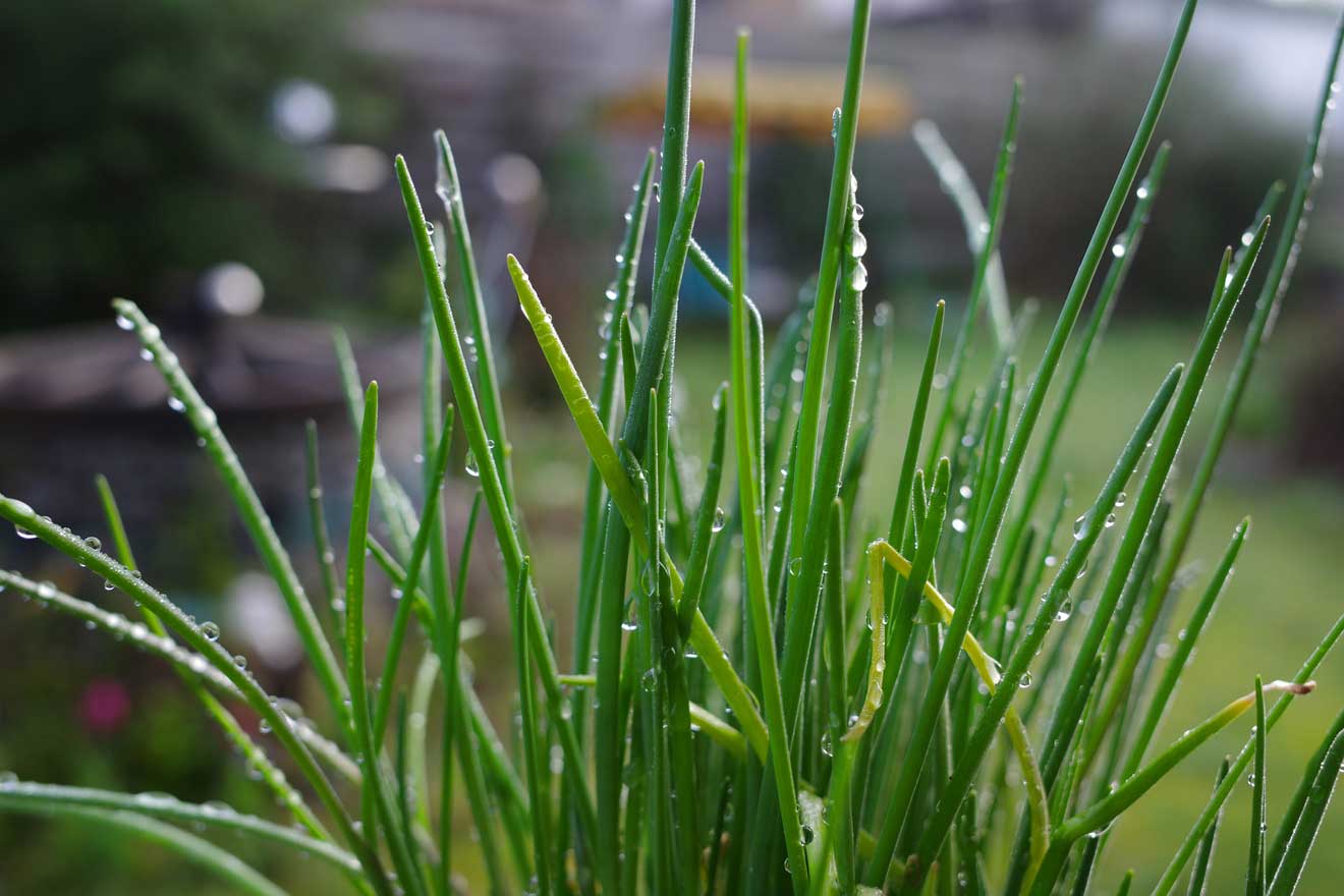Grüner Schnittlauch wachsenden in einem Garten