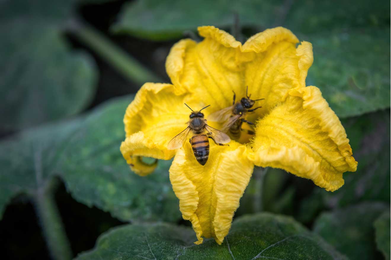 Bienen sammeln Nektar von hellgelbe Zucchini-Blüte